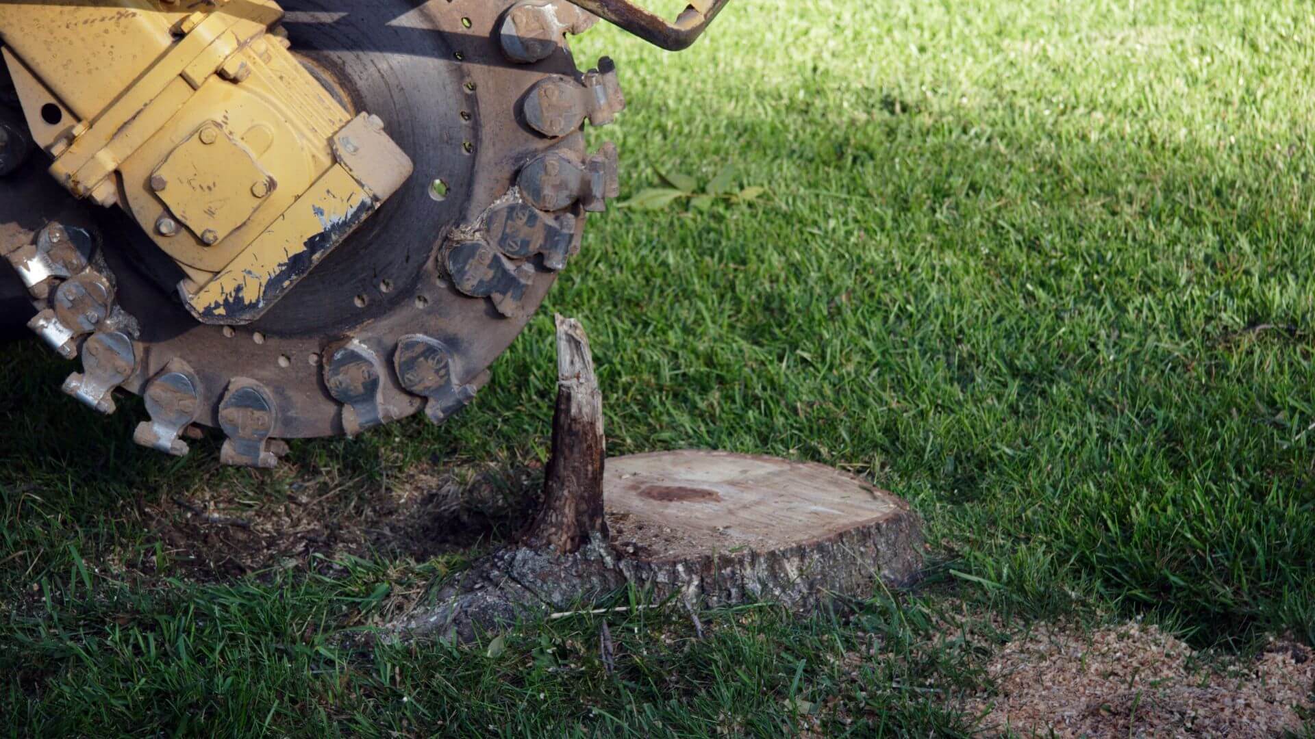 tree root removal img 3